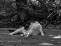 Putzaktion  PENTAX K-3 Mark III Monochrome, HD PENTAX - D FA* 1.4/50 SDM AW  - 29.08.2024 -