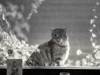 Mito auf dem Fenstersims # 2  PENTAX K-3 Mark III Monochrome, SMC PENTAX-FA 1.9/77 Limited   - 30.09.2024 -