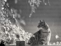 Mito auf dem Fenstersims # 1  PENTAX K-3 Mark III Monochrome, SMC PENTAX-FA 1.9/77 Limited   - 30.09.2024 -