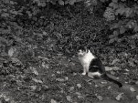 Harlekin  PENTAX K-3 Mark III Monochrome, SMC PENTAX-FA 1.9/43 Limited  - 26.10.2024 -