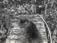 Struppi am Teich  PENTAX K-3 Mark III Monochrome, SMC PENTAX-FA 1.8/31 AL  Limited  - 24.11.2024 -
