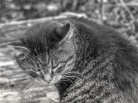 Struppi  PENTAX K-3 Mark III Monochrome, SMC PENTAX-FA 1.8/31 AL  Limited  - 24.11.2024 -