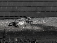Mito auf dem Garagendach  PENTAX K-3 Mark III Monochrome, HD PENTAX - SMC Pentax FA 1.8/77 Limited   - 02.03.2025 -