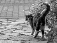 FuMao am Vorgarten  PENTAX K-3 Mark III Monochrome, HD PENTAX - SMC Pentax FA 1.8/77 Limited   - 03.03.2025 -