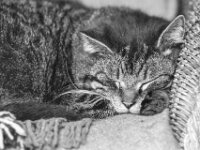 Struppi  PENTAX K-3 Mark III Monochrome, Pentax Takumar/Bayonett 2.5/135 - 25.04.2025 -