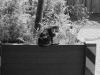 Grey auf dem Baumcontainer  PENTAX K-3 Mark III Monochrome, SMC PENTAX-FA 1.8/77 Limited - 26.04.2025 -