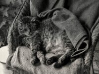 Struppi schläft im Lieblingssessel  PENTAX K-3 Mark III Monochrome, HD PENTAX - D FA* 1.4/50 SDM AW  - 17.05.2025 -