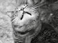 Struppi  PENTAX K-3 Mark III Monochrome, SMC PENTAX-FA 1.9/43 Limited  - 31.05.2025 -