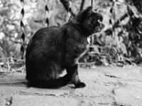 Blacky  PENTAX K-3 Mark III Monochrome, SMC PENTAX-FA 1.9/43 Limited  - 31.05.2025 -