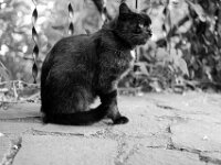 Gastkater Blacky  PENTAX K-3 Mark III Monochrome, SMC PENTAX-FA 1.9/43 Limited  - 31.05.2025 -