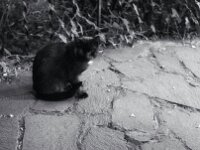 Blacky  PENTAX K-3 Mark III Monochrome, SMC PENTAX-FA 1.9/43 Limited  - 31.05.2025 -