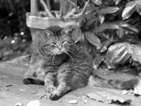 Struppi  PENTAX K-3 Mark III Monochrome, HD PENTAX - D FA* 1.4/50 SDM AW  - 16.06.2025 -