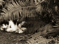Harlekin  PENTAX K-3 Mark III Monochrome, HD PENTAX - D FA* 1.4/50 SDM AW  - 19.07.2025 -