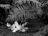 Harlekin  PENTAX K-3 Mark III Monochrome, HD PENTAX - D FA* 1.4/50 SDM AW  - 19.07.2025 -