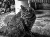 Struppi  PENTAX K-3 Mark III Monochrome, HD PENTAX - D FA* 1.4/50 SDM AW - 02.08.2025 -