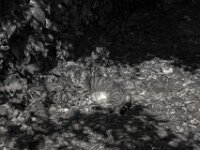 Mito, Ruhepause  PENTAX K-3 Mark III Monochrome, HD PENTAX - DA* 2.8/16-50 ED PLM AW - 03.08.2025 -
