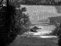 Blacky am Hauseingang und Vorgarten  PENTAX K-3 Mark III Monochrome, smc PENTAX-FA 43mm F1.9 Limited   - 01.10.2025 -