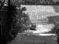 Strecken  PENTAX K-3 Mark III Monochrome, smc PENTAX-FA 43mm F1.9 Limited   - 01.10.2025 -