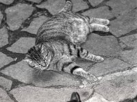 Mito und Struppi  Pentax M;Z-S, SMC PENTAX-FA 1.8/77 Limited, ADOX CHS 100 II  - 19.06.2024 -