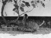 Mito riecht eine andere Katzenmarkierung  Pentax M;Z-S, SMC PENTAX-FA 1.8/77 Limited, ADOX CHS 100 II  - 19.06.2024 -