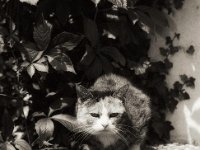 Aufgewacht und beobachten  Pentax M;Z-S, SMC PENTAX-FA 1.8/77 Limited, ADOX CHS 100 II  - 19.06.2024 -
