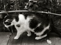 Harlekin hat eine Wunde  Yashica FR I, Contax Carl Zeiss Planar 1.4/50, ADOX CHS 100II  - 12.07.2025 -