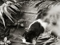 Harlekin  Yashica FR I, Contax Carl Zeiss Planar 1.4/50, ADOX CHS 100II  - 12.07.2025 -