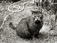 Struppi  Yashica FR I, Contax Carl Zeiss Planar 1.4/50, ADOX CHS 100II  - 12.07.2025 -