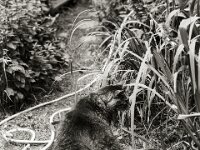 Beobachtung  Yashica FR I, Contax Carl Zeiss Planar 1.4/50, ADOX CHS 100II  - 12.07.2025 -