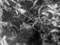 Struppi auf dem Teichsteg  PENTAX LX, Pentax SMC FA 1.8/77 Limited, ADOX CHS 100II   - 26.06.2024 -