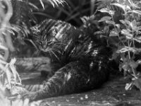 Wo ist die Fliege ?  PENTAX LX, Pentax SMC FA 1.8/77 Limited, ADOX CHS 100II   - 26.06.2024 -