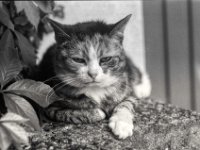 Entspannung auf der Mauer  PENTAX LX, Pentax SMC FA 1.8/77 Limited, ADOX CHS 100II   - 26.06.2024 -