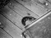 Katzenschwanz  Pentax MZ-S, SMC PENTAX-FA 1.8/31 AL Limited, ADOX CHS 100 II  - 31.08.2025 -