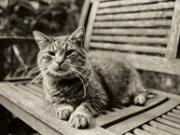 Struppi auf der Gartenbank  Pentax MZ-S, SMC PENTAX-FA 1.8/31 AL Limited, ADOX CHS 100 II  - 31.08.2025 -