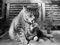Putzaktion  Pentax MZ-S, SMC PENTAX-FA 1.8/31 AL Limited, ADOX CHS 100 II  - 31.08.2025 -