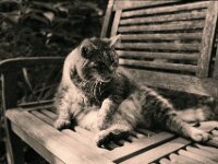 Struppi  Pentax MZ-S, SMC PENTAX-FA 1.8/31 AL Limited, ADOX CHS 100 II  - 31.08.2025 -