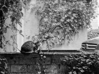 Grey auf der Mauer  Fuji GS645S Professional wide60, Kodak TRI-X 400   - 07.06.2024 -