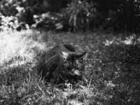 Struppi  ASAHI Pentax 6x7, Super-Multi-Coated TAKUMAR/6x7  3.5.55, ADOX CHS 100 II  -14.06.2025 -