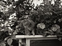 Mito  Pentax 645N, SMC FA 2.8/45, Gelbfilter, KODAK 400TX  - 29.04.2025 -