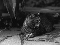 Struppi  Pentax 67II, SMC Takumar 2.8/150, KODAK 400TX   - 15.05.2025 -