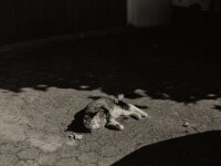 Grey zwischen Licht und Schatten  Pentax 67 II, SMC 2.4/105, Orange Filter, ADOX CHS 100 II   - 17.06.2025 -