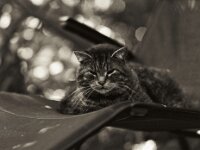 Struppi  Pentax 645N, Super-Multi-Coated TAKUMAR/6x7 2.8/150, Gelbfilter, ADOX CHS100II  - 28.05.2025 -