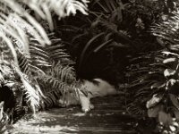 Im Schatten auf dem Teichsteg  Fuji GS 645 S professional WIDE 60, ADOX CHS 100 II   - 26.07.2025 -