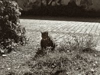 Struppi  Pentax 645N, SMC FA 2.8/75, ADOX CHS100 II   - 06.09.2024 -