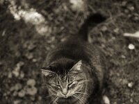 Struppi  Pentax 645N, SM;C FA 2.8/75, Gelbfilter, KODAK TRI-X 400   - 20.09.2025 -