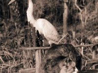 Grey auf dem Teichsteg  Pentax LX, SMC 1.4/50; Foma Retropan 320 - 03.03.2016 -