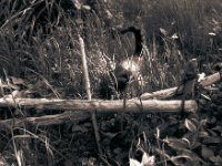 Middle in der Wiese III  Yashica FR 1, Planar 1.4/50, Foma Retropan 320 - 07.05.2016 -