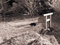 Torii und Alice  Pentax 67II, SMC Takumar 4.5/75, Ilford HP5plus@400