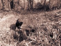 Wasserkater  Pentax 645N, 2.8/45, Ilford HP5plus@400 - 16.03.2016 -
