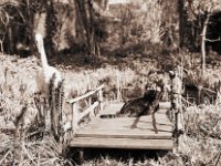 Am Teich  Fuji GW 690 III, Rollei RPX25@25 - 02.04.2016 -